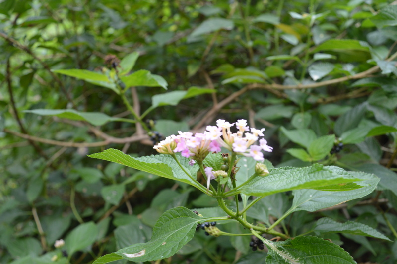 image Environnement / Plantes exotiques envahissantes : vers une position régionale commune